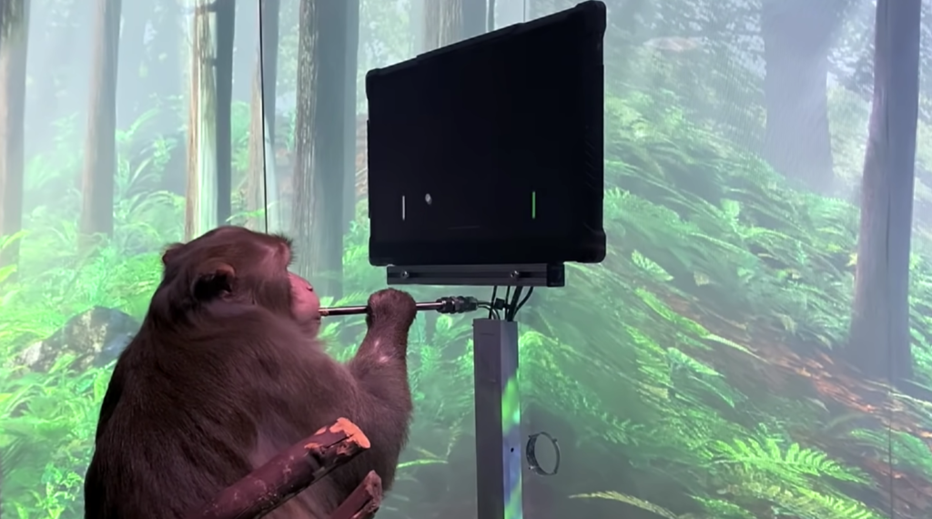 Questa scimmia riesce a giocare al computer con "il pensiero", utilizzando un impianto Neuralink